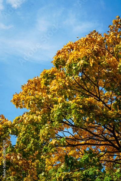 Obraz Fall orange yellow gradient