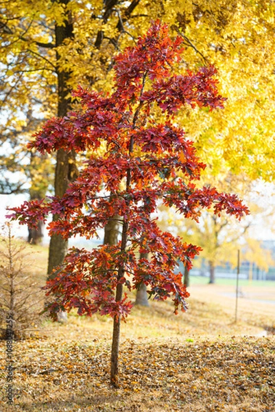 Obraz red lonely autumn tree 