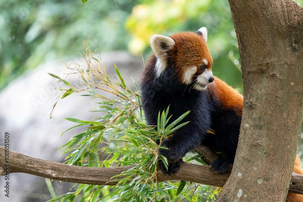 Fototapeta 木の上にいるかわいいレッサーパンダ