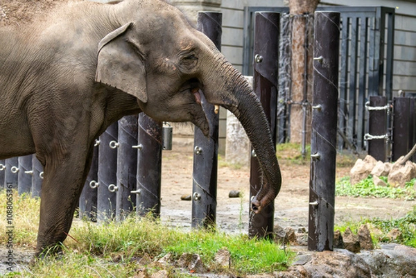 Fototapeta 水を飲むインドゾウ