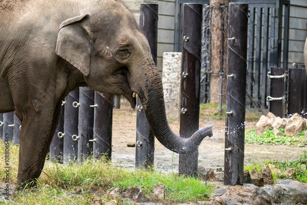 Fototapeta 水を飲むインドゾウ