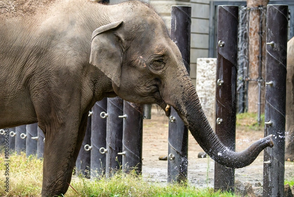 Fototapeta 水を飲むインドゾウ