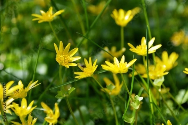 Obraz Wiese mit Scharbockskräutern