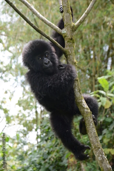 Obraz junger Gorilla beim Spielen