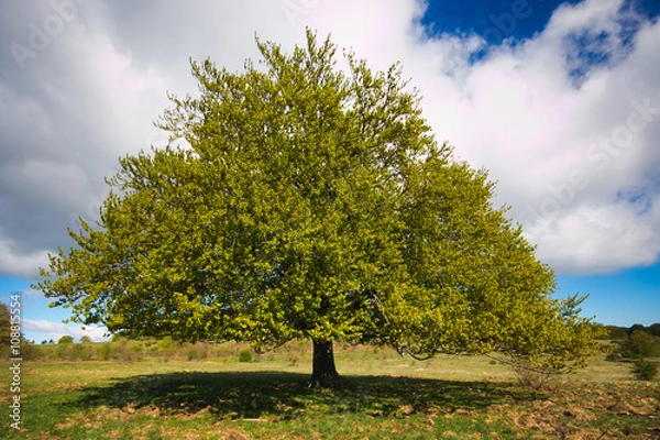 Obraz Monumental Fagus sylvatica Tree