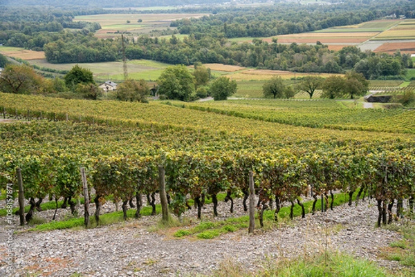 Fototapeta An autumn scenic of French vineyard surrounded by mountain alps and greenery with fog in the morning and a cloudy sky over the ridge of alpine of Savoie region.