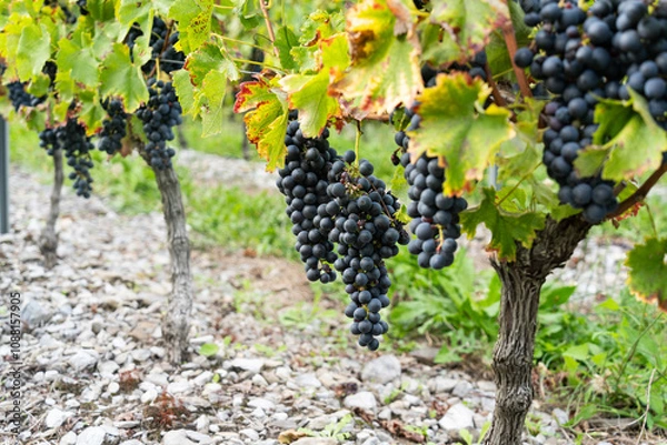 Fototapeta A close up of a bush of ripe red grapevine on tree with branches and leaves of French viticulture vineyard during harvest season.