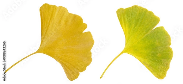 Fototapeta Set of 2 gingko, maidenhair tree leaves in light green and golden yellow autumn colors, isolated image on transparent background