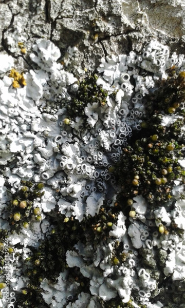 Obraz lichen on stone