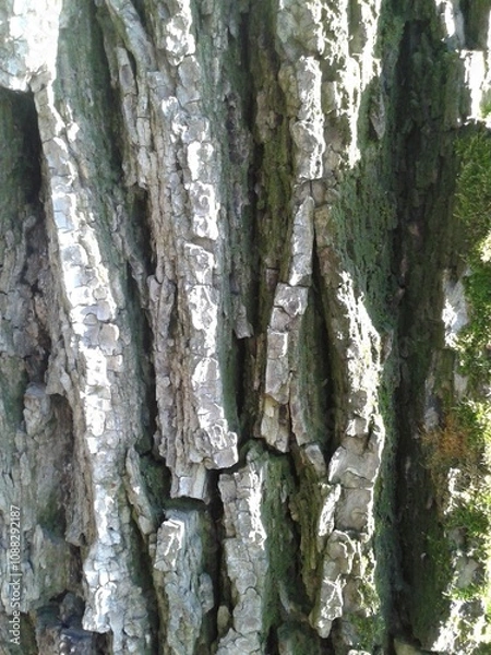 Fototapeta texture bark of a tree