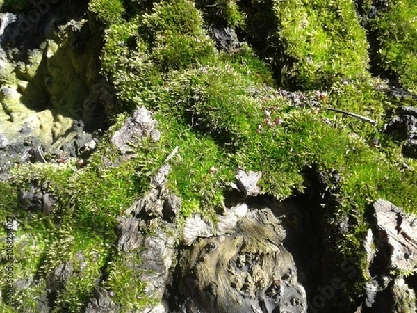 Fototapeta moss on the rocks