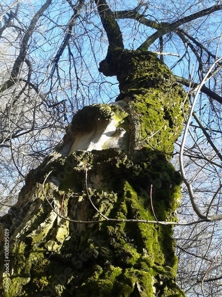 Fototapeta moss on tree bark