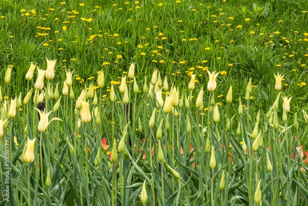 Fototapeta Тюльпаны в саду.