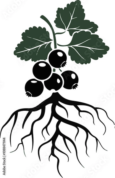 Fototapeta Black currant root icon vector on white background