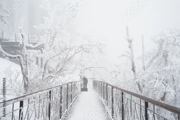 Fototapeta trees covered with snow in Seonjaryeong, Gangwon-do, Korea