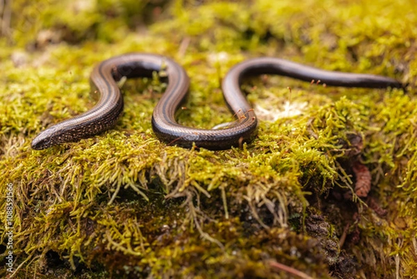 Fototapeta Slow worm (Anguis fragilis)