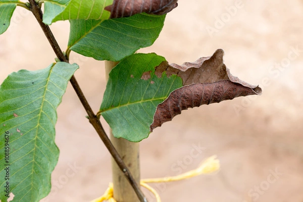 Obraz guava tree leaf blight.