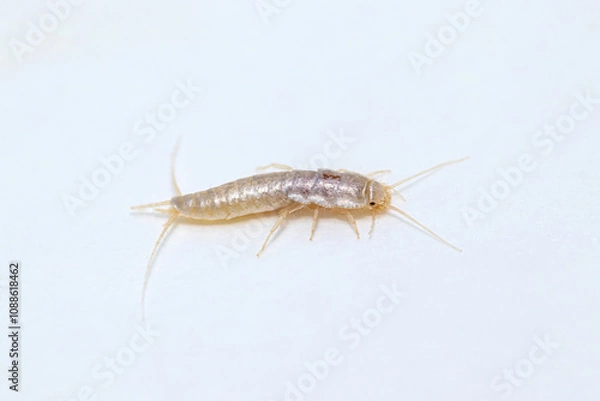 Fototapeta Closeup lateral view silverfish (house pest bug) on white background