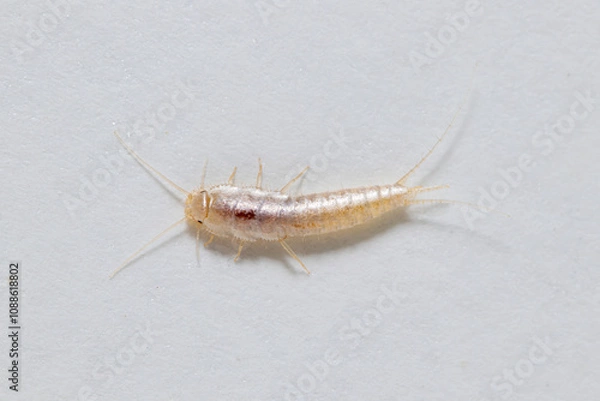 Fototapeta Closeup silverfish (house pest bug) on white background