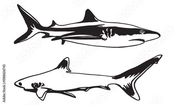 Obraz Graphical set of white sharks isolated on white background,vector ink pen illustration,tattoo elements