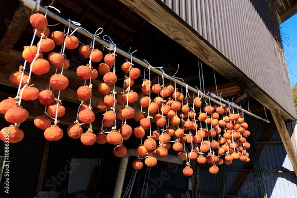 Obraz 軒先に吊るされた干し柿