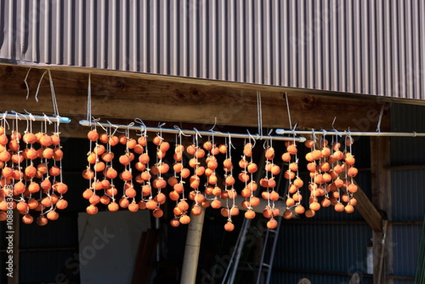 Obraz 軒先に吊るされた干し柿