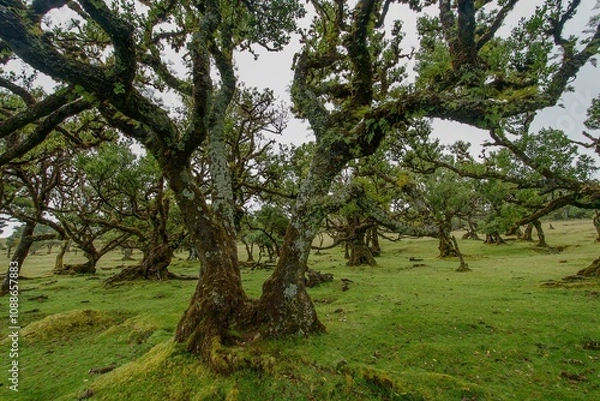 Obraz Fanal, ancient laurisilva forest, Madeira, Portugal. UNESCO. View of an old laurel tree in laurel tree forest.
