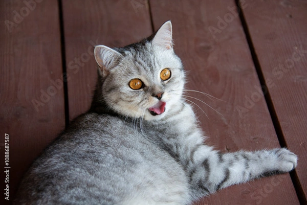 Fototapeta A beautiful British cat with amber eyes lies on the boards of the terrace, with her mouth open and her pink tongue sticking out