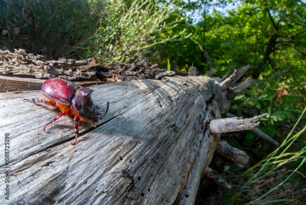 Obraz Scarabeo Rinoceronte 2