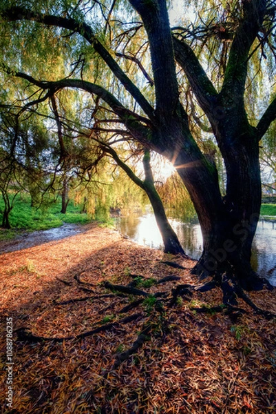 Fototapeta Large old willows on the banks of a river
