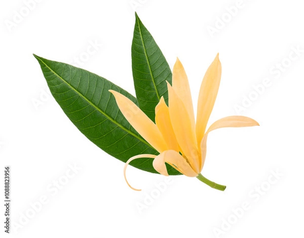 Fototapeta Champaka flowers isolated on a white background