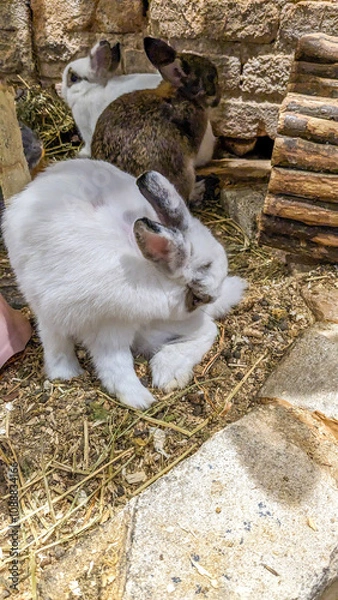 Obraz A white rabbit and a tortoiseshell rabbit