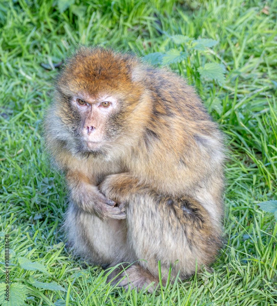 Obraz barbary macaque