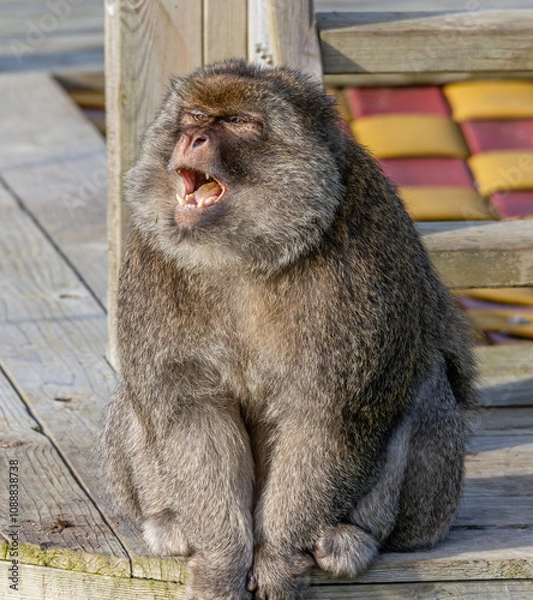 Obraz barbary macaque