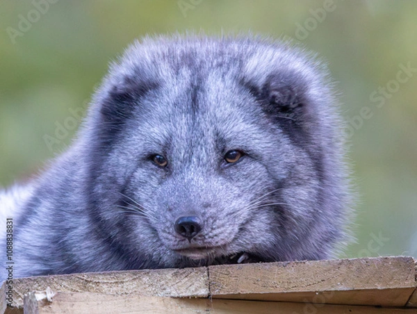 Obraz arctic fox