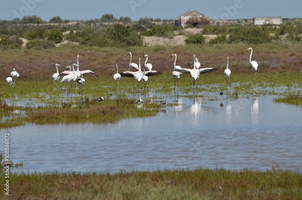 Fototapeta flamencos en la marisma