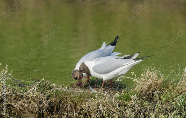Obraz Mouette rieuse, nid,.Chroicocephalus ridibundus, Black headed