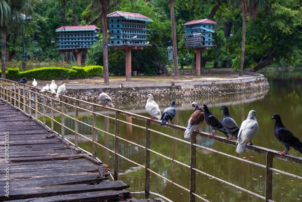 Fototapeta Pigeons sitting on a park bridge in Hanoi