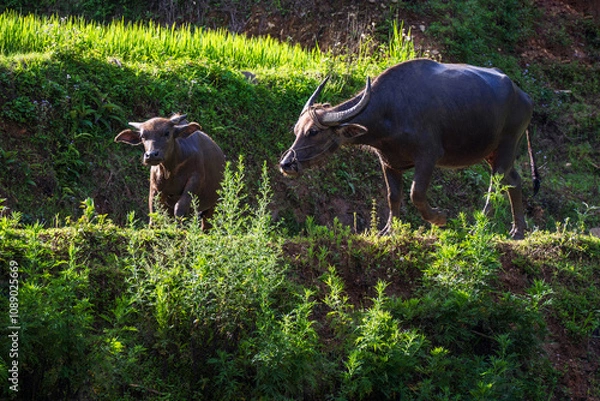 Fototapeta Cows in the wild in Vietnam countryside