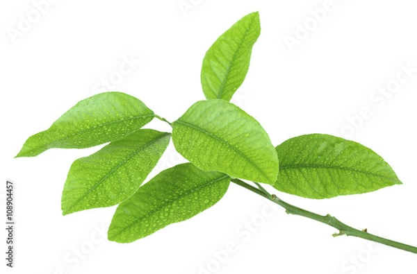 Fototapeta Green citrus leaves isolated on white