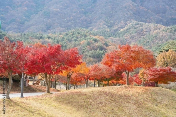 Fototapeta 정읍시 내장사 경내의 빨갛게 물든 단풍 숲