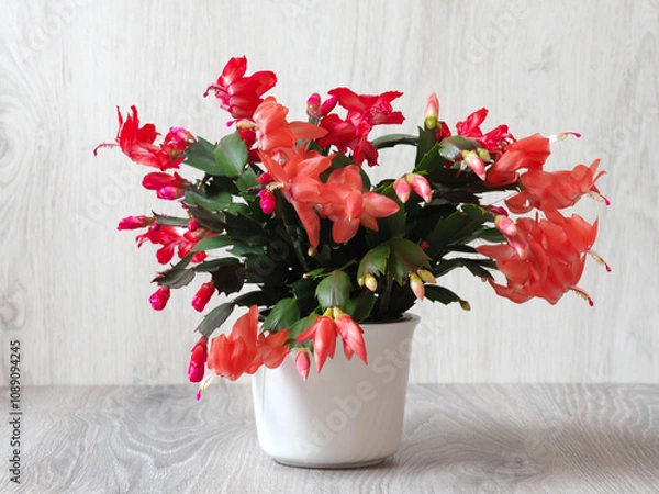 Obraz Weihnachtskaktus im Übertopf in voller Blüte	
