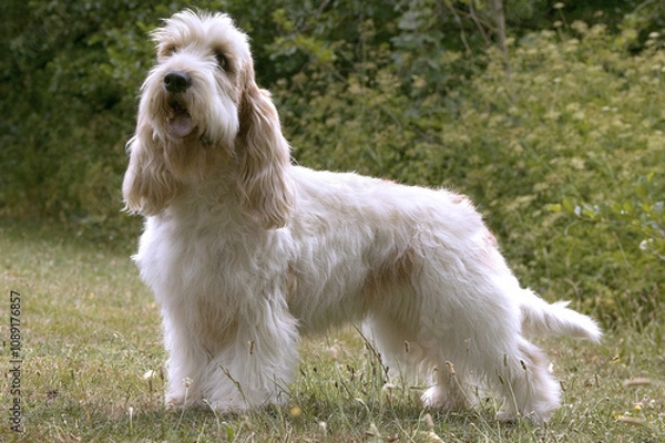 Obraz Petit griffon vendéen