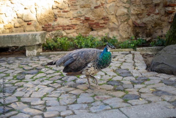 Fototapeta a peacock 