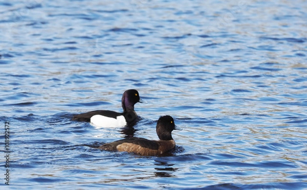 Obraz tufted duck on the lake