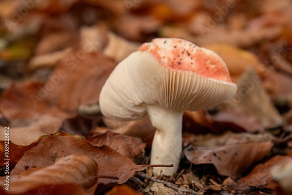 Obraz The Sickener mushroom (russula emetica) in a Dutch forest, fall season. 