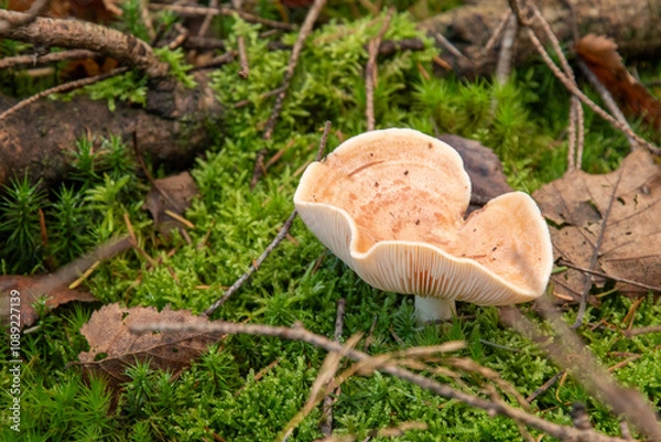 Obraz The Yellowdrop Milkcap (Lactarius chrysorrheus) in a Dutch forest, fall season. 