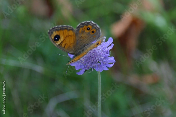 Obraz mauerfuchs - lasiommata megera