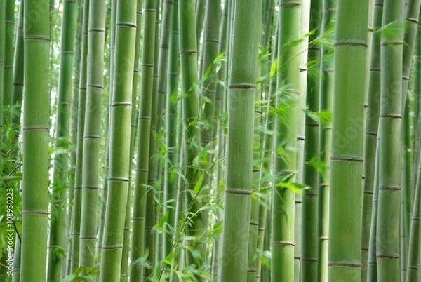 Fototapeta 緑の竹林