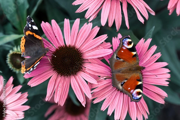 Fototapeta Butterflies, pollinators in the garden on coneflower flowers.
Peacock, Red Admiral. Sammer Backgroun